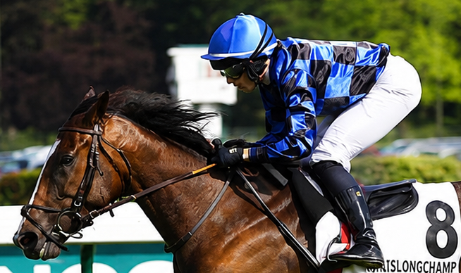 Jockey portant une casaque de course en satin bleu et noir sur cheval de course au galop pendant une compétition hippique.